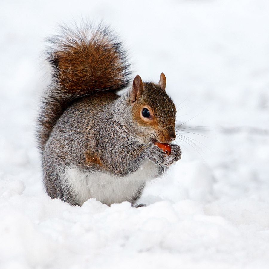 Grey squirrel eating nut in the snow